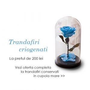 trandafiri criogenati ieftini