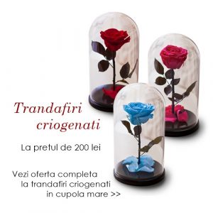 trandafiri criogenati bucuresti