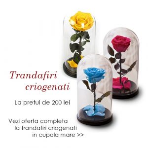 trandafiri criogenati in cupola